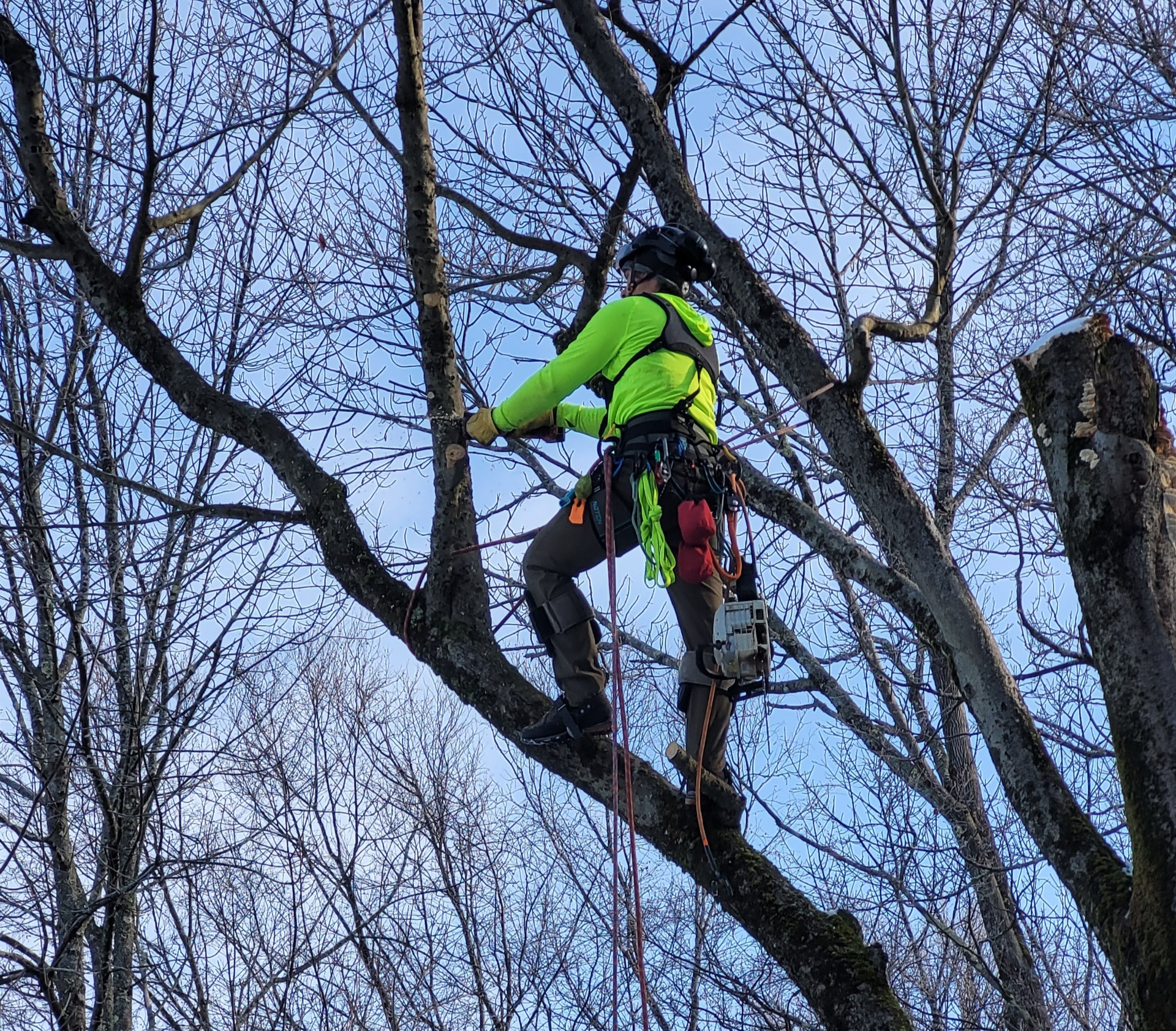 Climber in a bright neon green shirt ascending a large thick tree trunk using climbing equipment, with bare winter branches and clear sky.