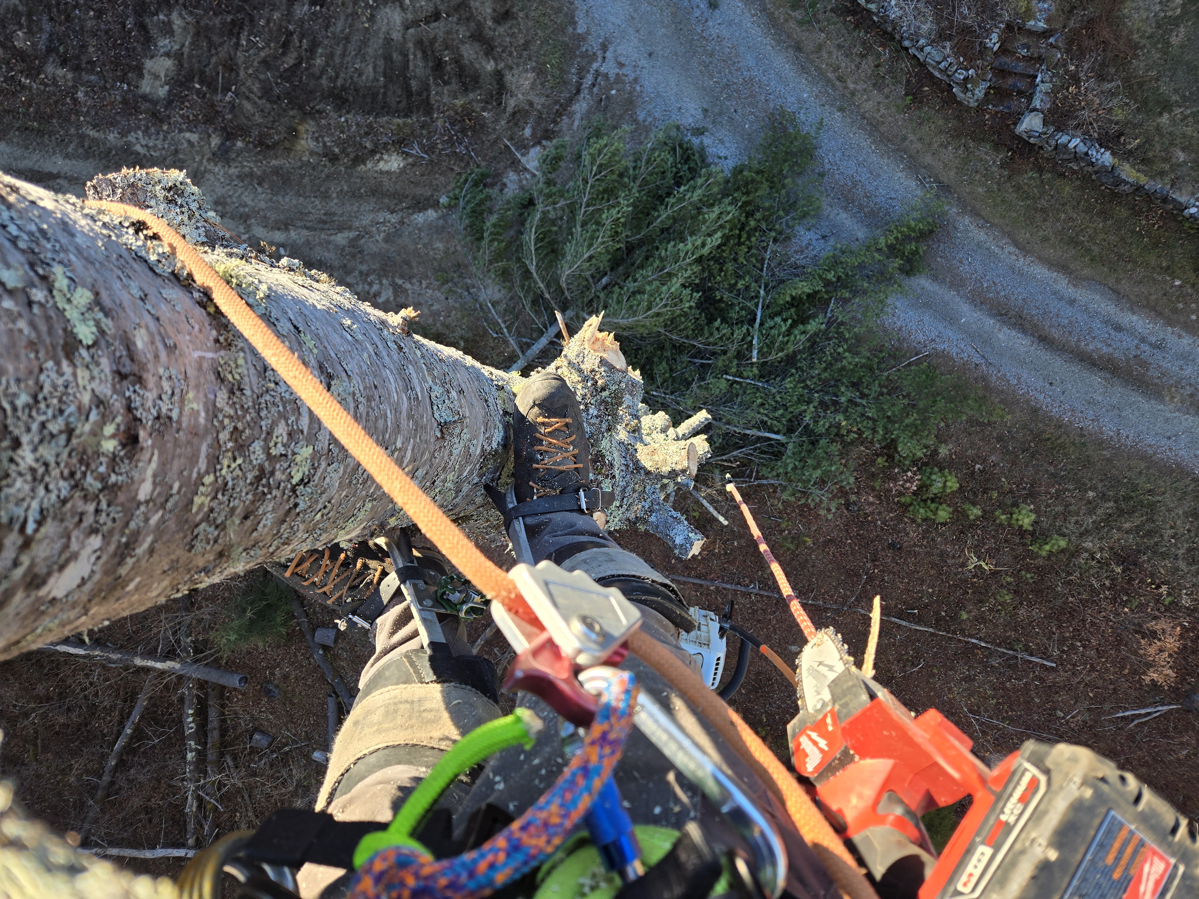 Overhead perspective of climbing rope work on a large tree limb above water, with carabiners and colored webbing visible for active tree work.