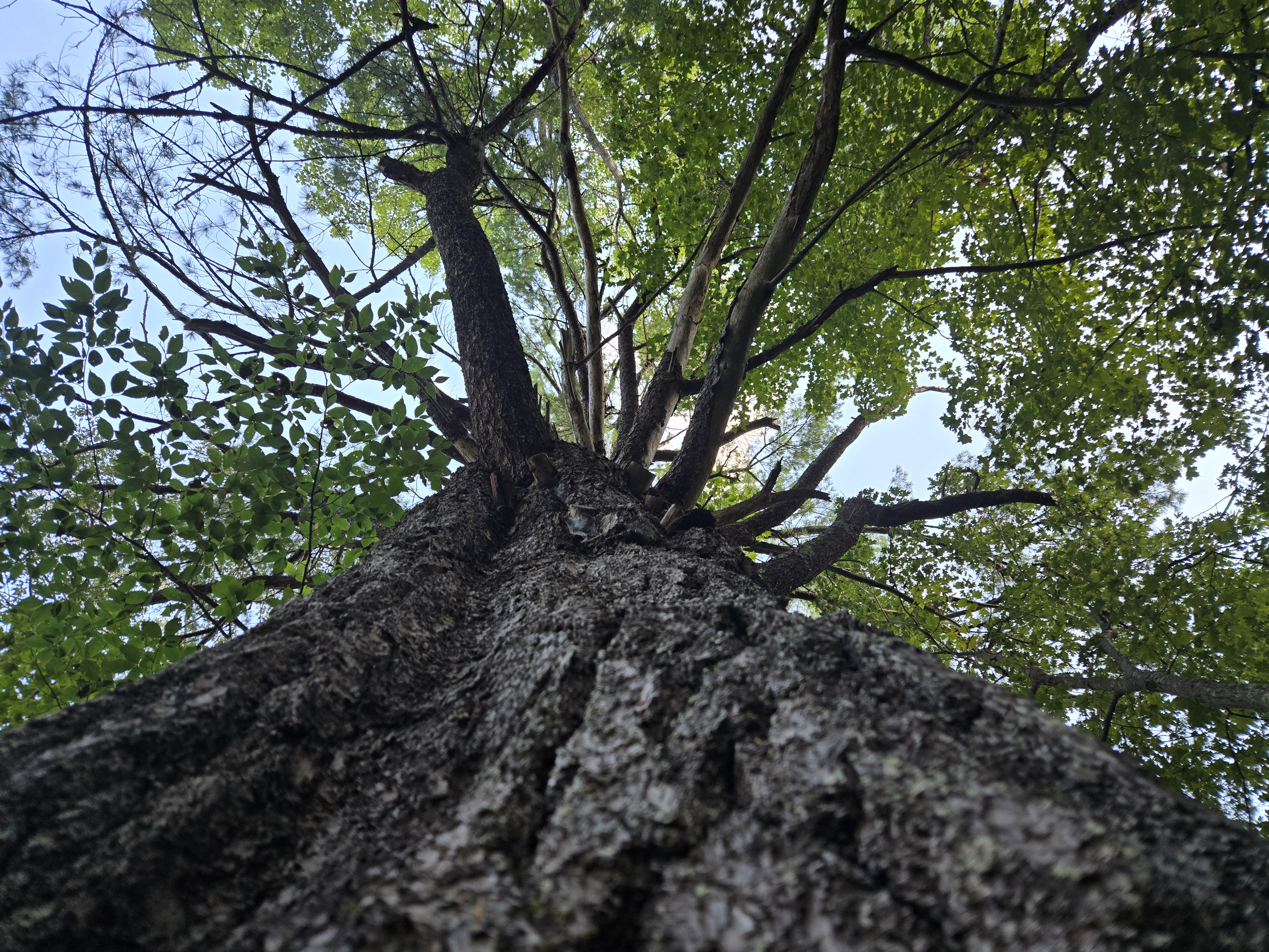 Dramatic low-angle photograph of an enormous tree trunk captured from ground level, showing thick bark texture and branches spreading into a full green canopy against a bright sky with sunlight filtering through the leaves.