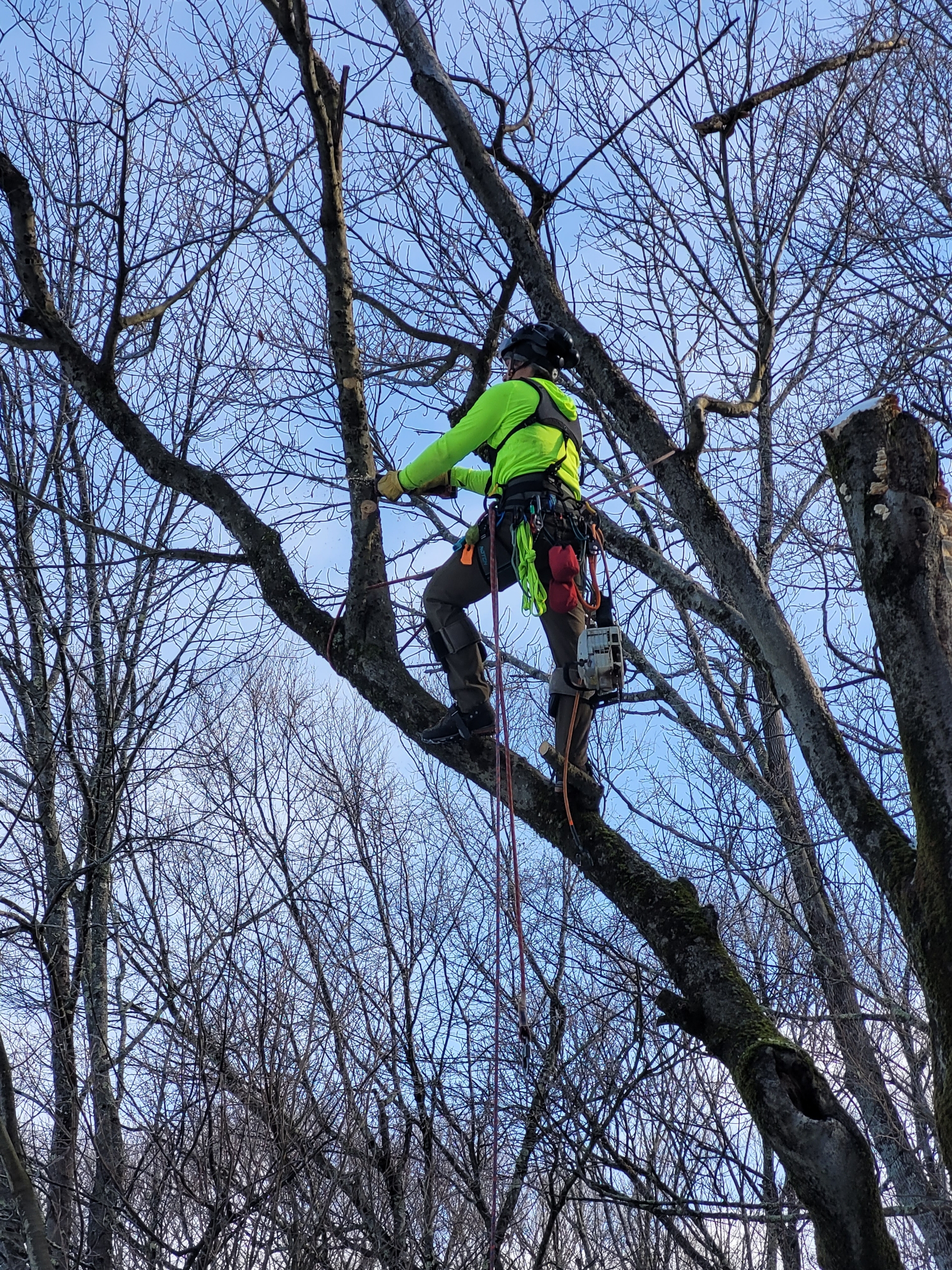 Professional climber in neon green safety equipment ascending vertically along a large dark tree trunk in winter, leafless branches overhead and blue sky visible.